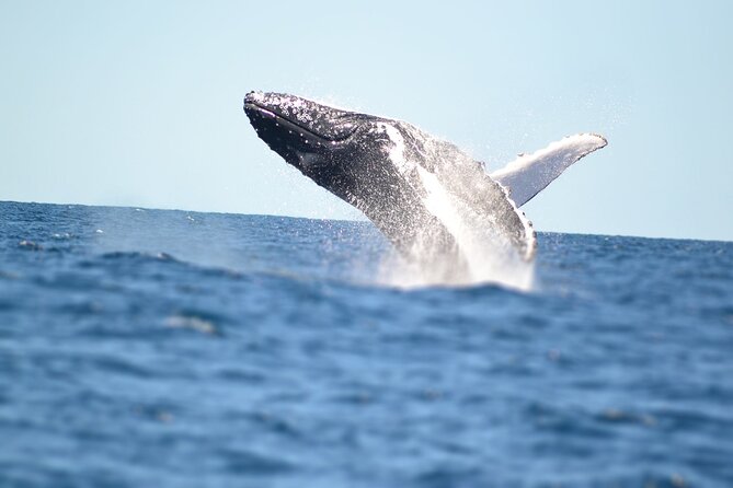 Swim With Whales in Gold Coast - Key Points