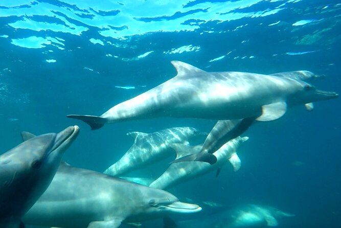 Swim With Wild Dolphins Day Tour - Key Points