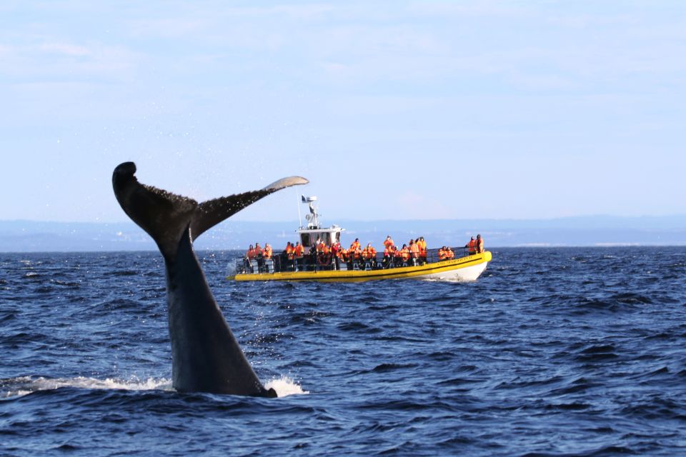 Tadoussac/Baie-Ste-Catherine: Whale Watch Zodiac Boat Tour - Key Points