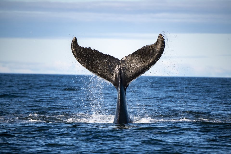 Tadoussac or Baie-Sainte-Catherine: Whale Watching Boat Tour - Key Points