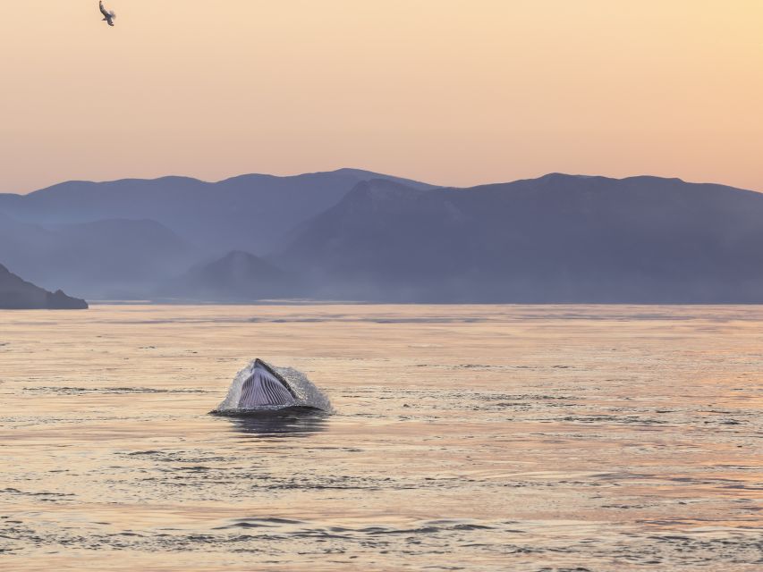 Tadoussac: Whales and Fjord Cruise Morning or Twilight Tour - Key Points