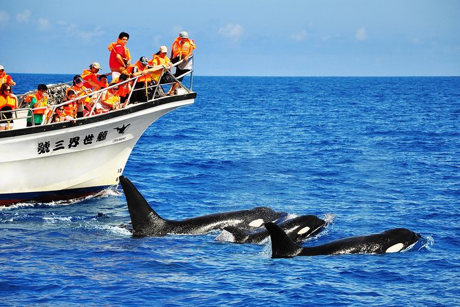 Taiwan Hualien Whale Watching Dolphin - Key Points