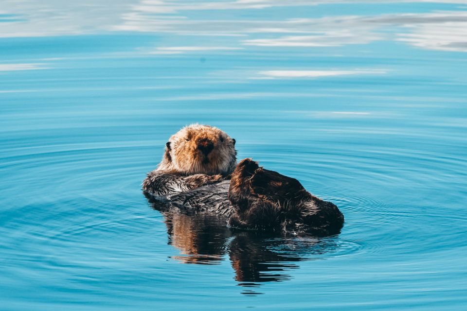 Telegraph Cove: Half-Day Whale Watching Tour - Key Points