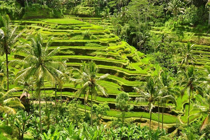 Tickets Inclusive: Blessing Bali Tour - Pricing and Booking Information