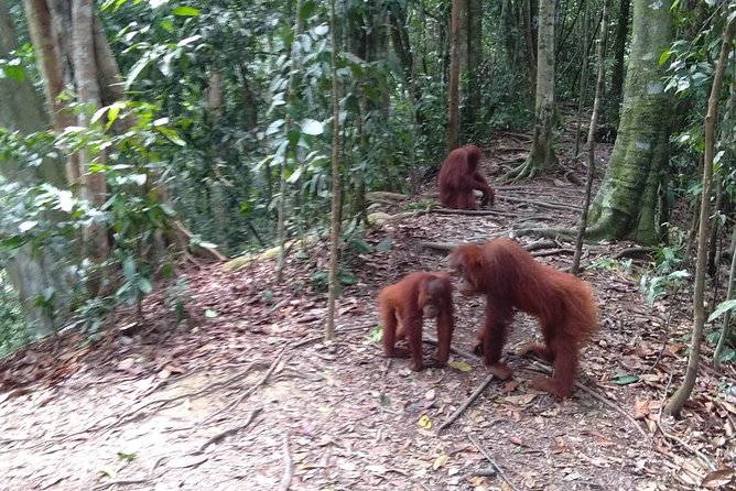 TOUR PACKAGE (Jungle Trekking, Taxi, Room) 4 DAYS 3 NIGHTS in BUKIT LAWANG - Pickup and Transfer Information