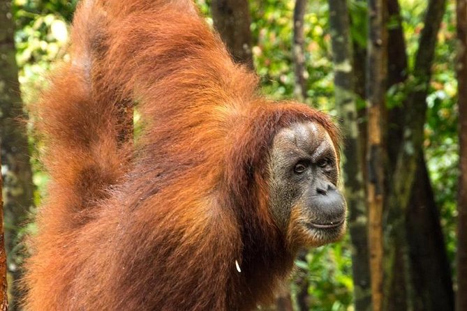 TOUR PACKAGE (Taxi, Room, Jungle Trekking) 3 Days in BUKIT LAWANG - Key Points
