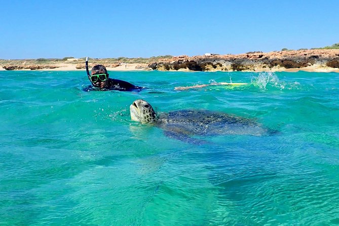 Turtle Tour - Ningaloo Reef Half Day Sea Kayak and Snorkel Tour - Key Points