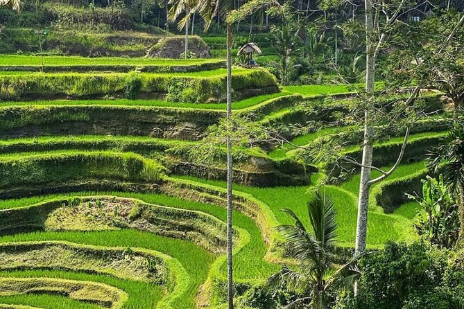 Ubud Day Tour : Waterfall, Temple and Local Night Market Tour