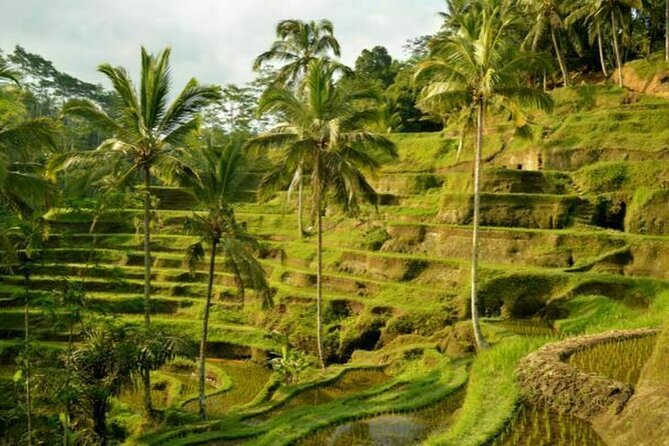 UBUD: Half Day Ubud Tour With Water Temple Cleansing Ceremony - Tour Itinerary