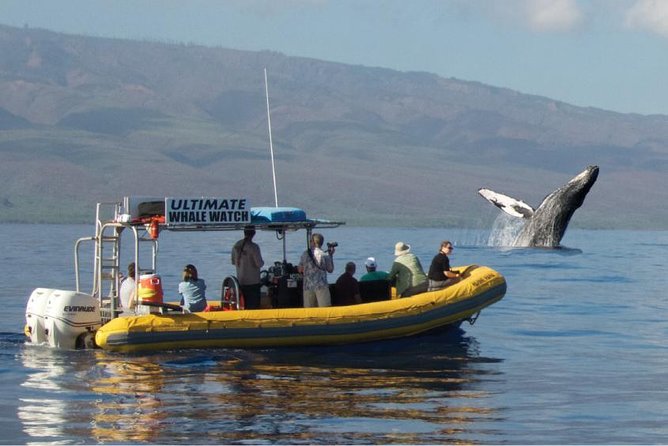 Ultimate 2 Hour Small Group Whale Watch Tour - Key Points