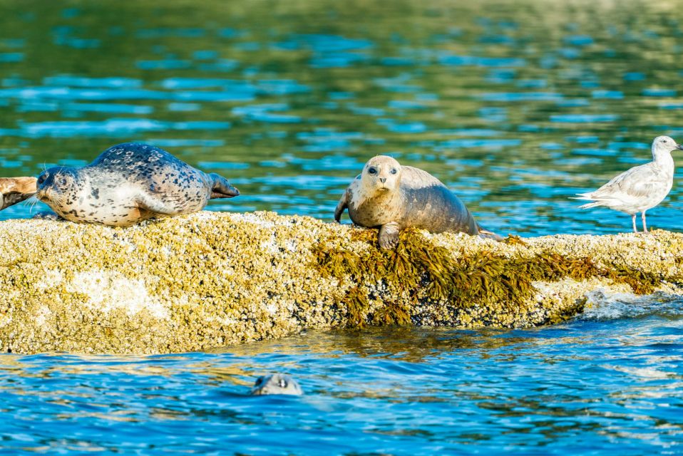 Vancouver: City and Seal Boat Tour - Key Points