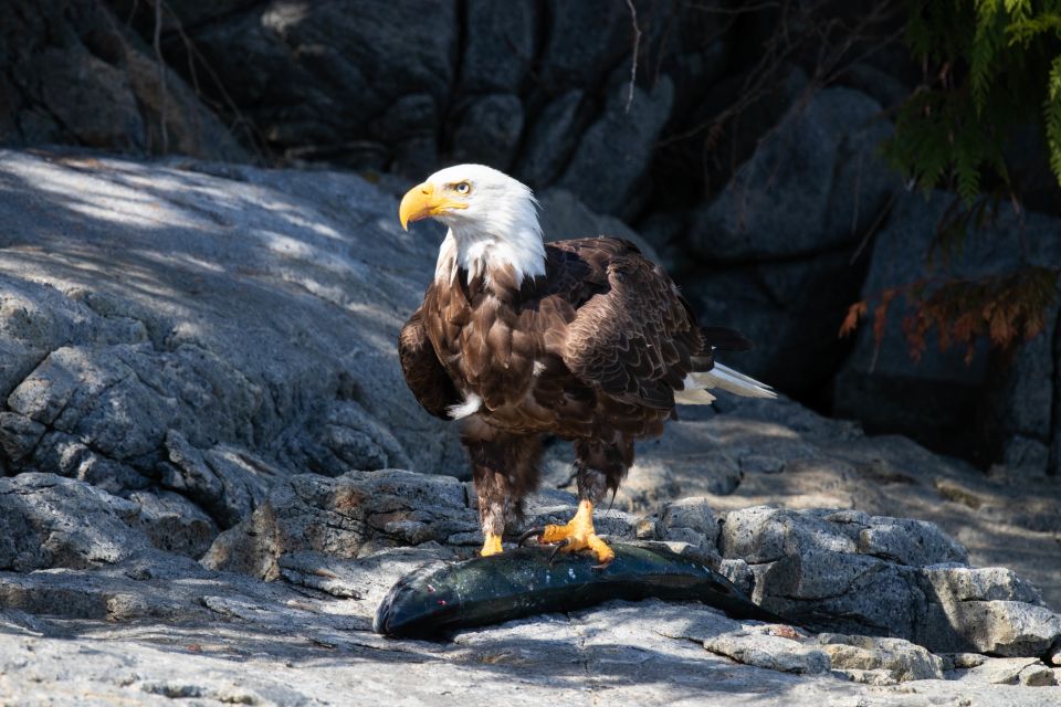 Vancouver Island: Campbell River Coastal Wildlife Adventure - Key Points