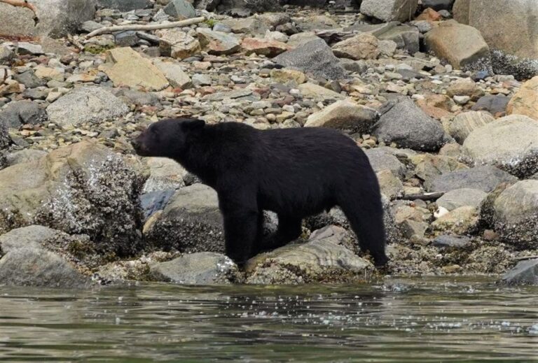 Vancouver Island: Spring Bears and Whales Full-Day Tour