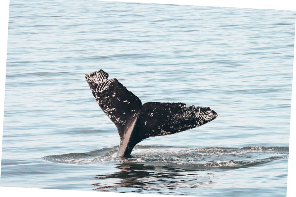 Vancouver Whale Watching Safari - Key Points