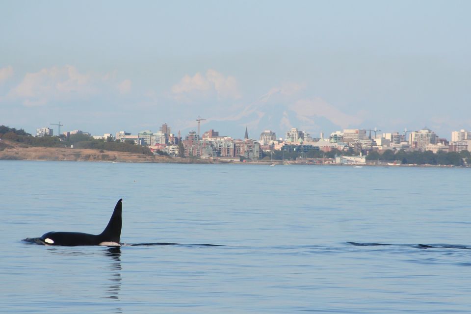 Victoria: 3-Hour Zodiac Whale-Watching Tour - Key Points