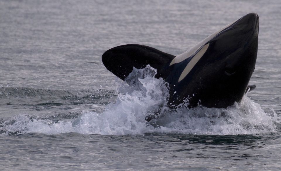 Victoria, BC: 3-Hour Ultimate Whale & Marine Wildlife Tour - Key Points