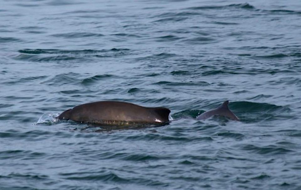 Victoria: Marine Wildlife & Whale Watch Tour - Key Points