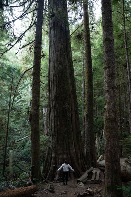 Victoria or Nanaimo; West Coast Big Tree Coastal Adventure - Key Points