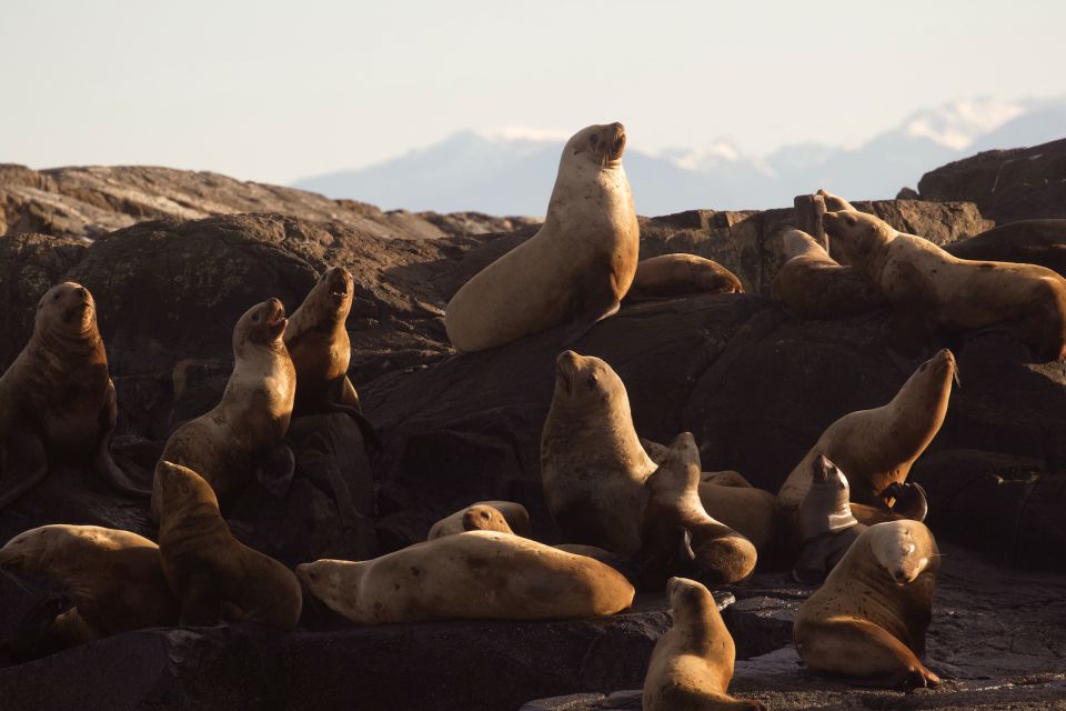 Victoria: Sunset Whale Watching Tour - Tour Details