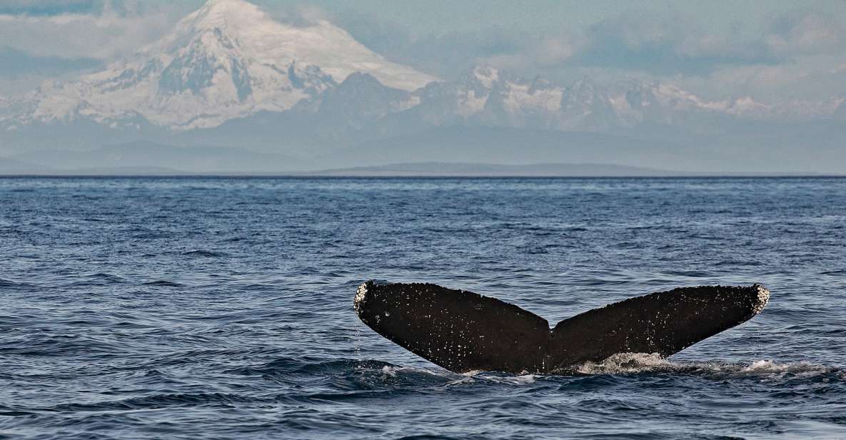 Victoria: Whale and Wildlife Semi-Covered Boating Tour - Key Points