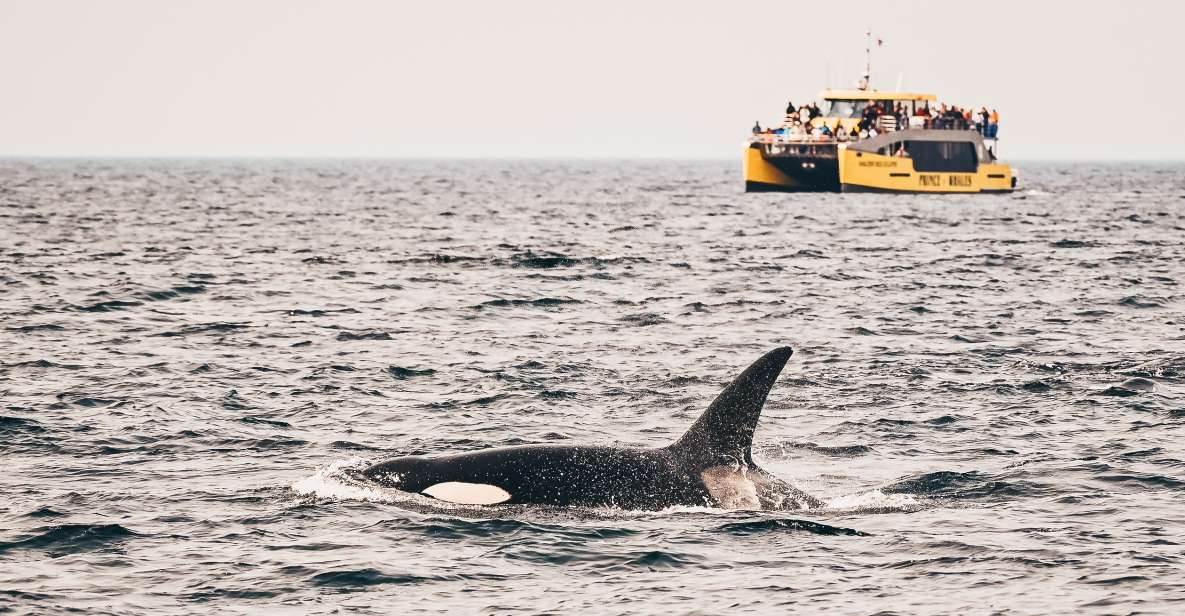 Victoria: Whale Watching Cruise by Covered Boat - Customer Reviews