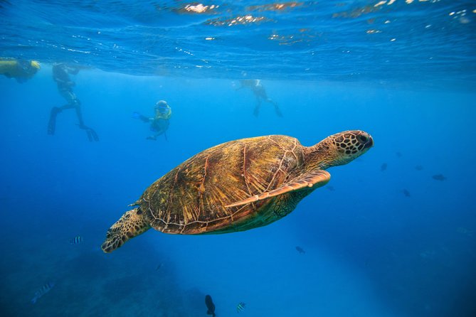 Waikiki: Turtle Canyon Snorkeling Tour From Honolulu  - Oahu - Key Points
