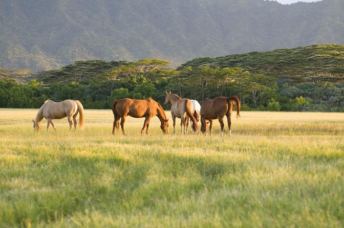 Waipio Valley, Hamakua Coast, Akaka Falls From Kona  - Big Island of Hawaii - Key Points