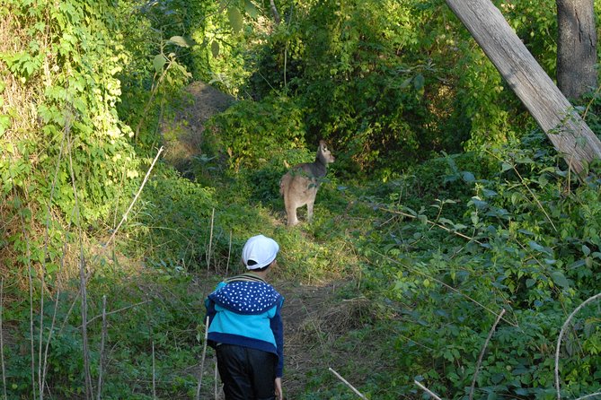 Walking With Wild Kangaroos Private Half-Day Trip From Sydney - Key Points