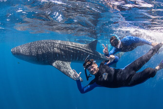 Whale Shark Safari - Key Points