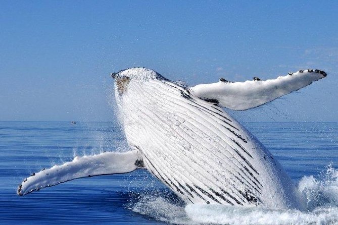 Whale Watching Busselton - Key Points