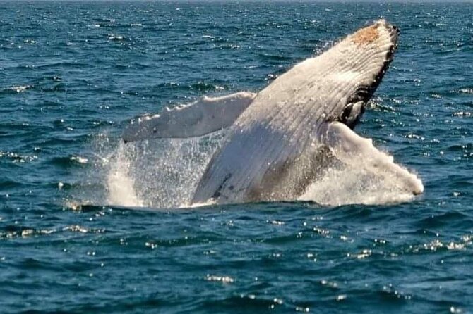 Whale Watching Cruise in New South Wales - Key Points