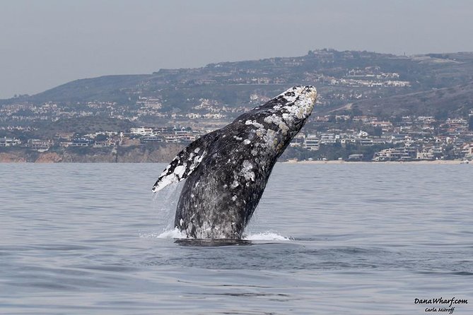 Whale Watching Excursion in Dana Point - Key Points