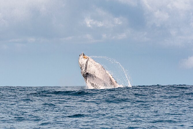 Whale Watching Gold Coast - Key Points
