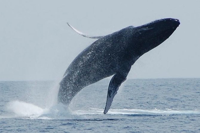 Whale Watching On The Big Island - Key Points