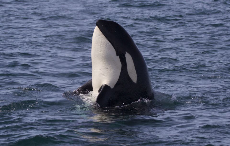 Whale Watching Tour in Victoria, BC - Key Points