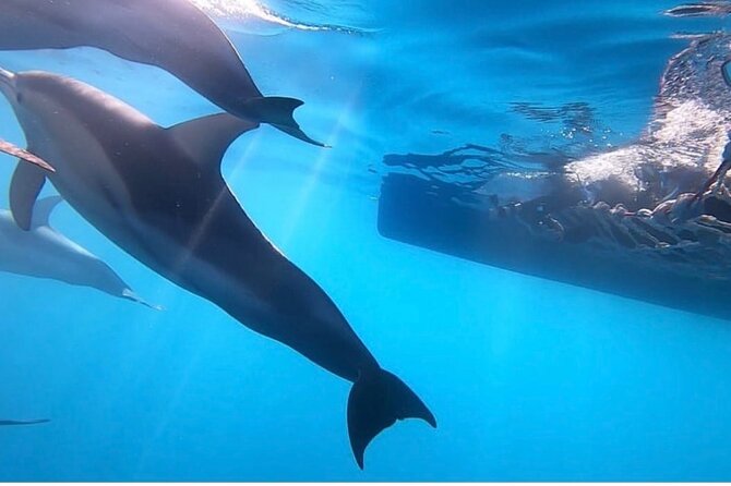 Wild Dolphin Swim Cruise - Key Points