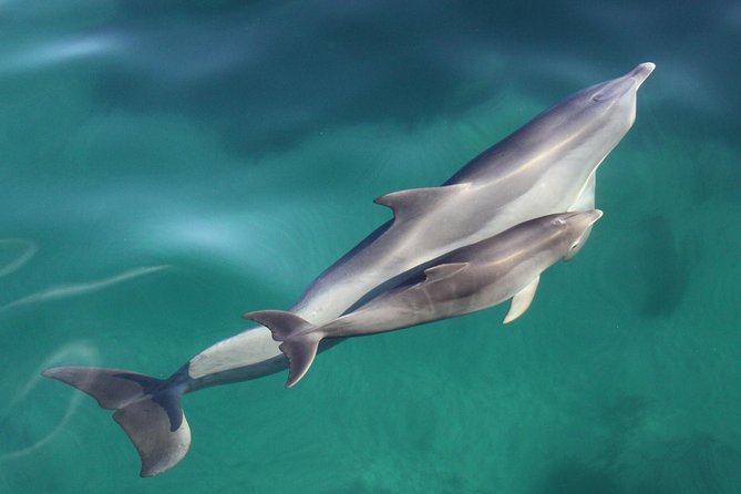 Wild Dolphin Watch Cruise - Key Points