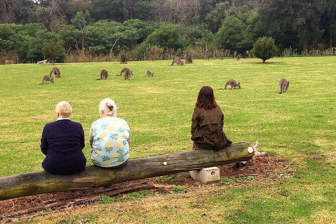 Wild Wombat and Kangaroo Day Tour From Sydney - Key Points