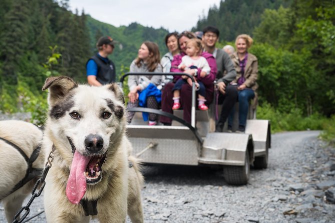 Wilderness Dog Sled Ride and Tour in Seward - Key Points
