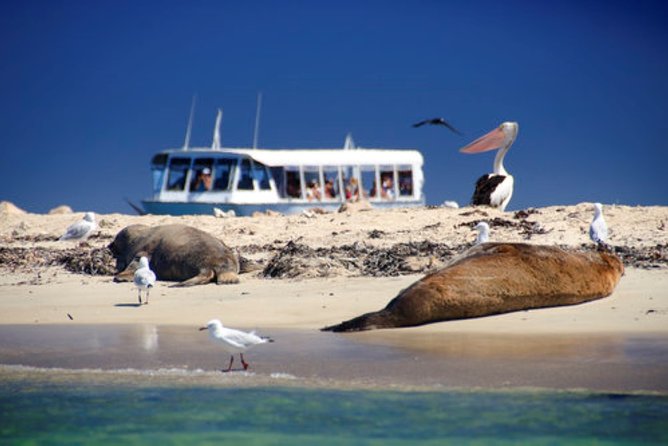 Wildlife Cruise of Shoalwater Islands With Penguin Feeding  - Perth - Key Points