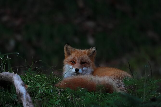 Wildlife Night Drive in Shiretoko - Key Points