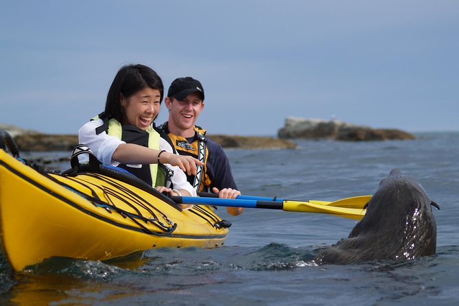 Wildlife Sea Kayaking Tour - Kaikoura - Key Points