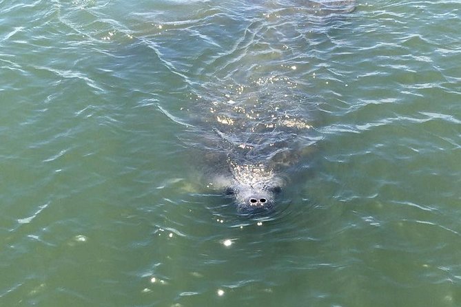 Wildlife Tour of Indian River Lagoon With Experienced Captain - Booking and Accessibility