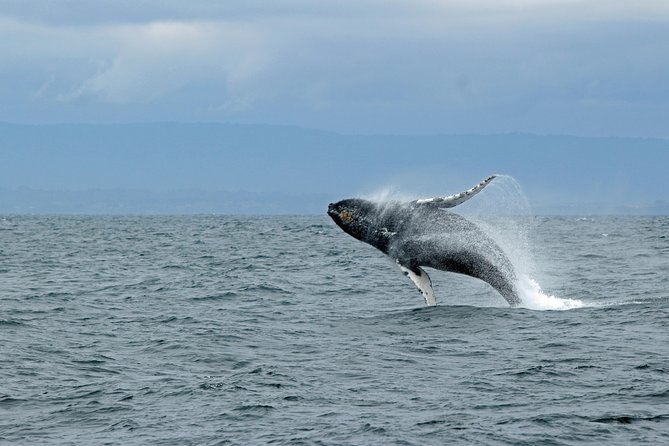 Wildlife Viewing Sightseeing and Whale Watching Quest