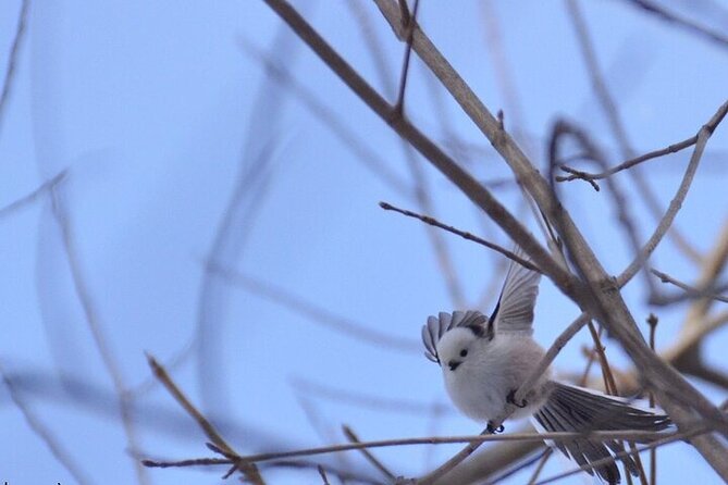 Winter Animal Watching Tour With Cross-Country Skiing - Key Points