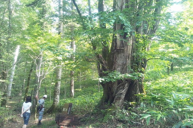 Yakusugi Cedar Forest Walking Tour on Yakushima Island - Key Points