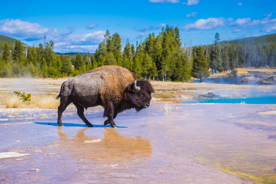 Yellowstone Lower Loop Tour From West Yellowstone With Lunch - Key Points