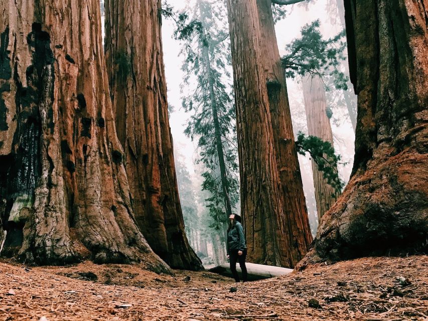 Yosemite Nat'l Park: Curry Village Semi-Guided 2-Day Tour - Key Points