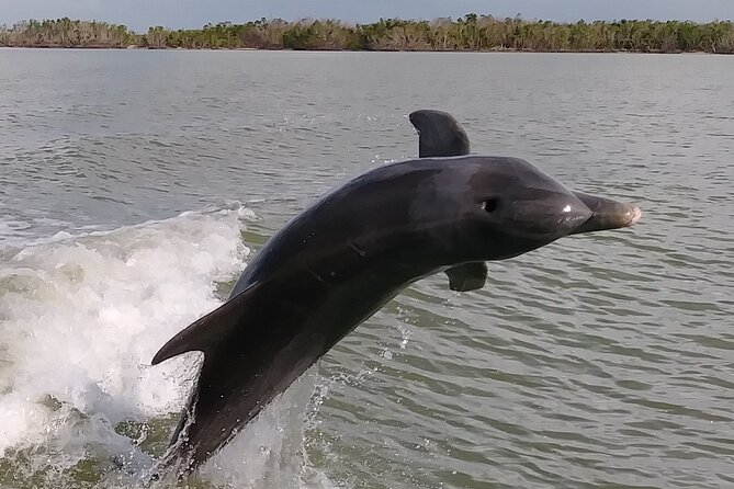 10,000 Islands Boat Excursion - 3.5-Hour Dolphins & Shelling Tour - Tour Highlights