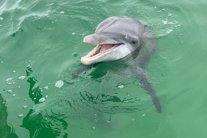 2 Hour Private Dolphin and Sightseeing Tour in Shell Island - Logistics and Policies